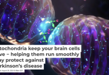 Mitochondria actively divide, multiply and move around in your cells. Nanoclustering/Science Photo Library via Getty Images